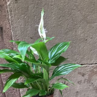 Mini Spathiphyllum