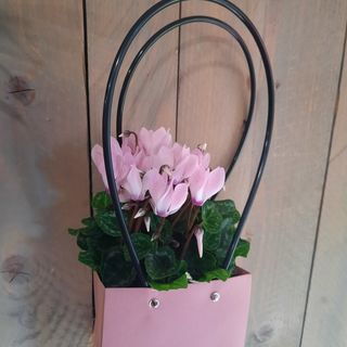 Mini cyklamen w tytce.