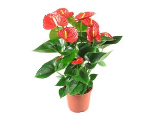 Антуриум, Червен | 1 piece