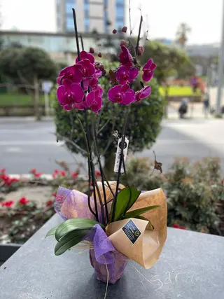 Orquidea
