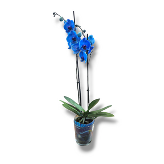 Orquídea azul