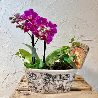 Composición con orquídea mini 