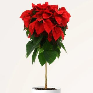 Planta de navidad alta