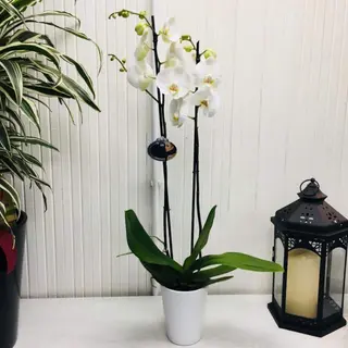 Pianta di orchidea phalaenopsis "BIANCA" o in assenza colorata