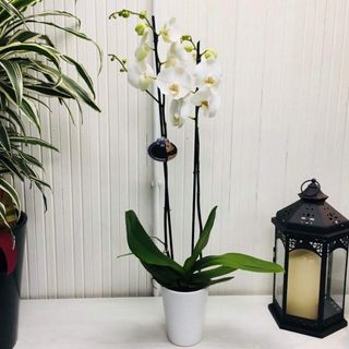 Pianta di orchidea phalaenopsis "BIANCA" o in assenza colorata