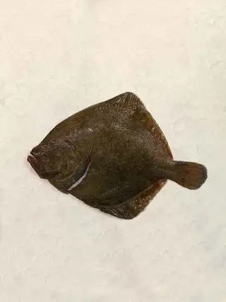 Rodaballo (550 Gr.)