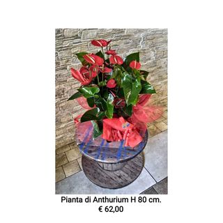 Anthurium 80 cm