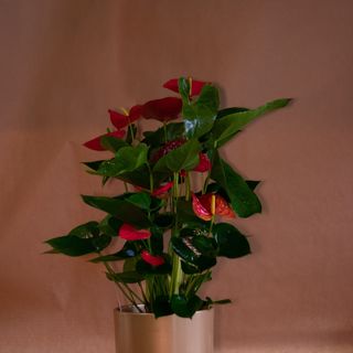Anthurium (Anturij/Flamingov cvijet) 