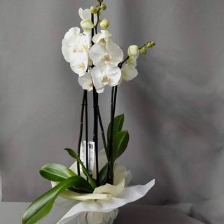 Orquidea blanca decorada