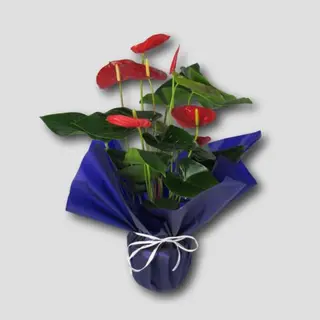 Anthurium