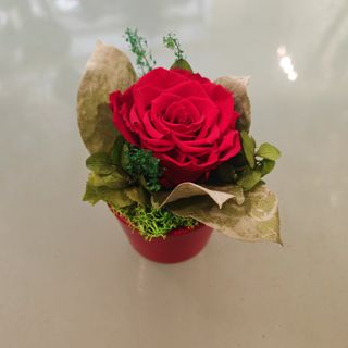 Rosa stabilizzata singola 