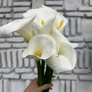 კალა ( 5 ცალი ) 