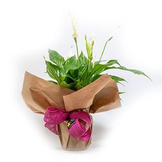 Planta Spathiphyllum