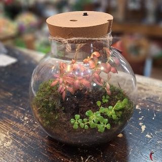 Terrarium con luz