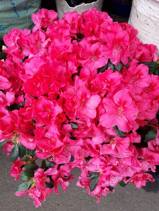 Azalea fucsia grande 