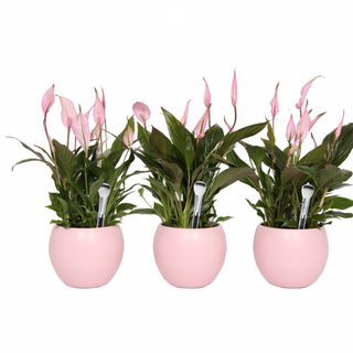 Planta spatifilium rosa o blanco con ceramica