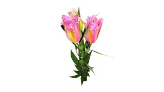 ვარდისფერი ლილია (შროშანი)