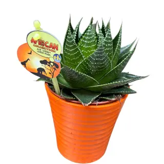 Pianta grassa succulenta con vaso in ceramica 