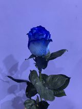 ჰოლანდიური ლურჯი ვარდი