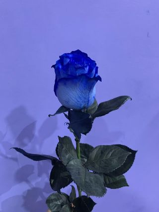 ჰოლანდიური ლურჯი ვარდი