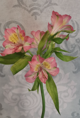 Alstroemeria