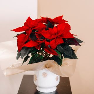 Craciunita in ghiveci ceramic alb