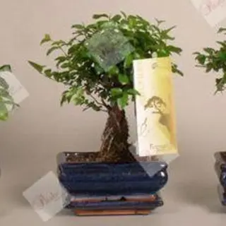 Bonsai Bilbao