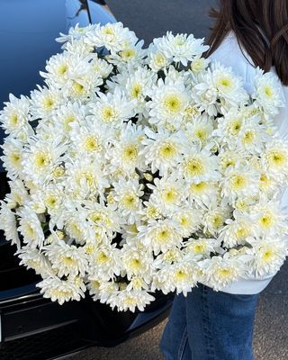 Хризантема кущова біла