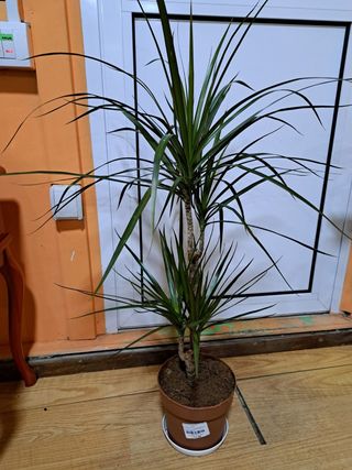 Dracena