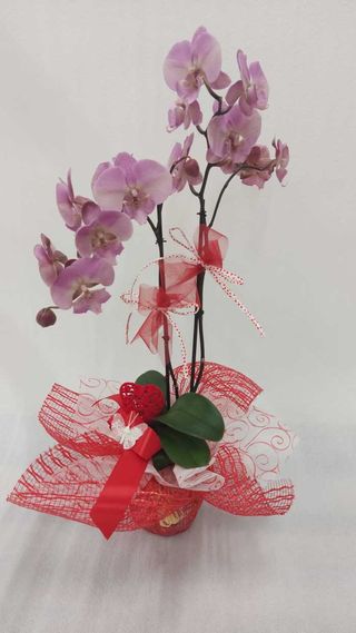 Orchidea confezione San Valentino 1