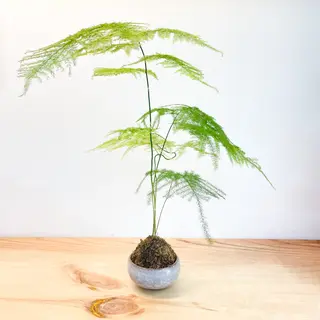 Mini Kokedama (soporte ceramica y plato de bambú)