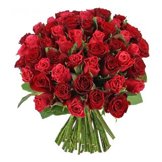 100 Roses rouges 