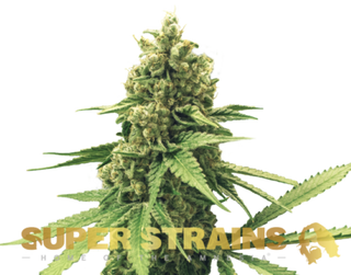 Super Strains DFA Autoflowering X3