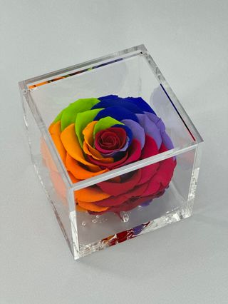 Rosa Preservada perfumada Rainbow 6X6 CM 