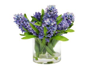 7 Зюмбюла, Лилави