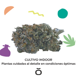 Pack Flores Indoor 8Gr