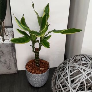 Plante d'intèrieure vègètale naturelle