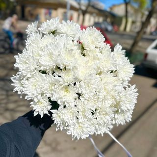 9 гілок біла зембла