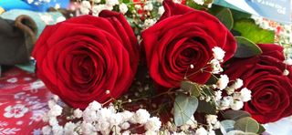 Premium Roses