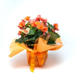 Begonia portocalie