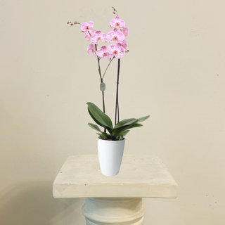 Orquídea Grande Moteada