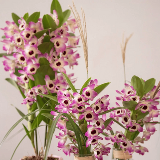 Planta Dendrobium Alba