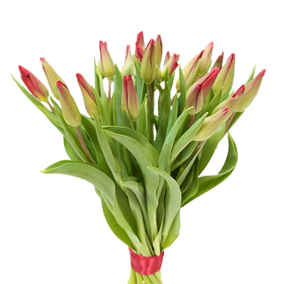 Bukiet z 15 szt tulipanów czerwonych