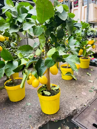 Pianta limone