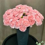 Діантус рожево-персиковий