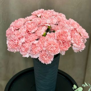 Діантус рожево-персиковий