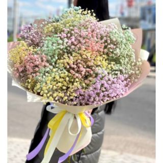 გიფსოფილები