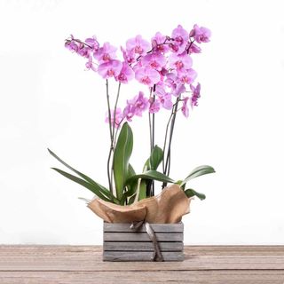 CAJA CON 2 ORQUIDEAS