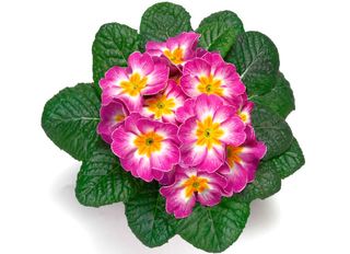 Иглика, Розова