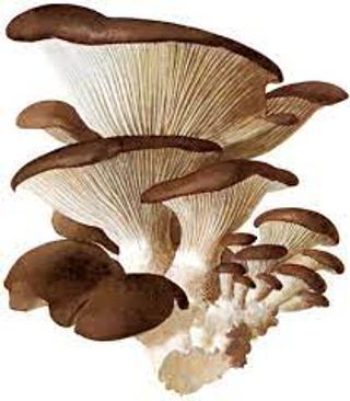 Seta Pleurotus (Aprox 500Gr) 1 Ud.